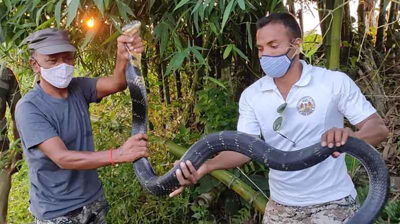 King Cobra Recued, Jalpaiguri Latest News, Moynaguri, Snake Rescued