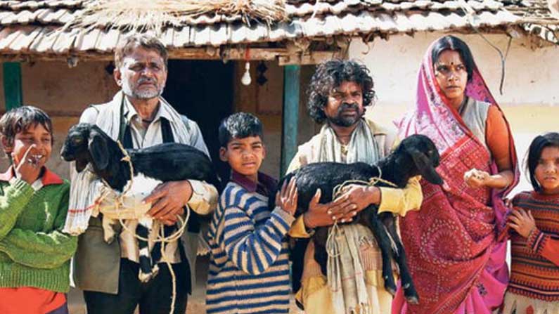 Peepli-Live