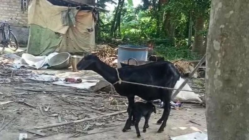 A Goat gives Birth to calf with eight legs in Bangaon