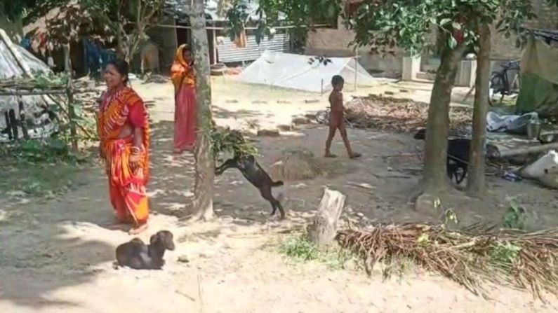 A Goat gives Birth to calf with eight legs in Bangaon