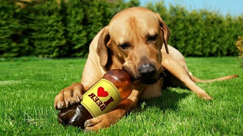 Dog Beer
