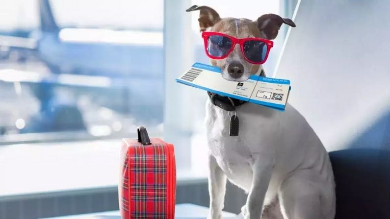 Dog Travelling Airplane