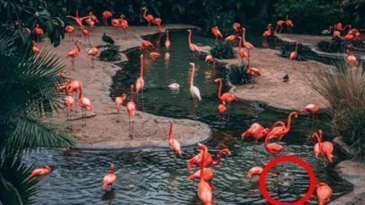 Hippopotamus Spotted Among Flamingos