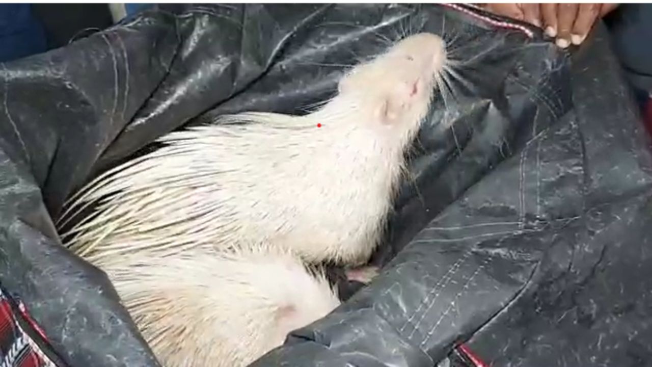 himalayan porcupine rescue