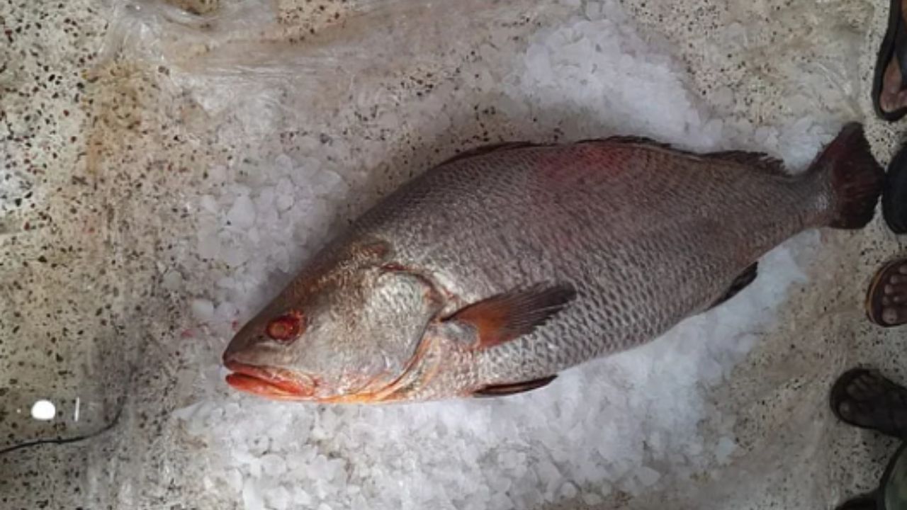 bhola Fish
