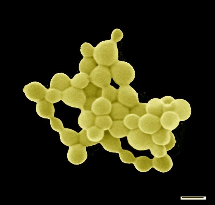 Bacteria Poops Out Gold