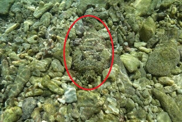 Fish Spotted Optical Illusion