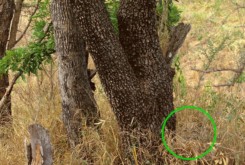 Leopard Optical Illusion