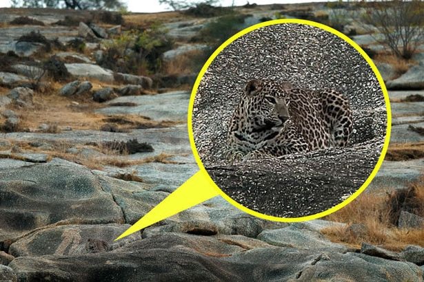 Leopard Optical Illusion