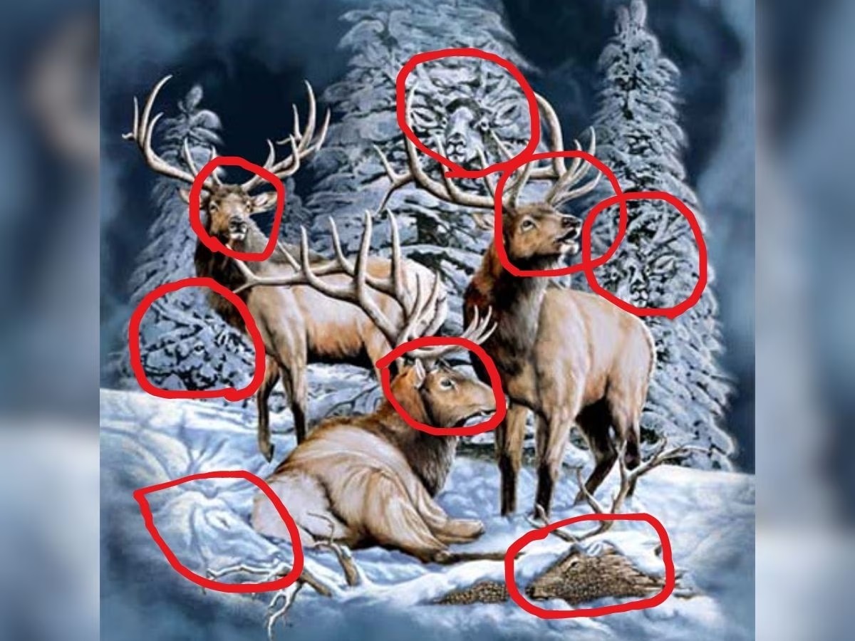 Deer Optical Illusion