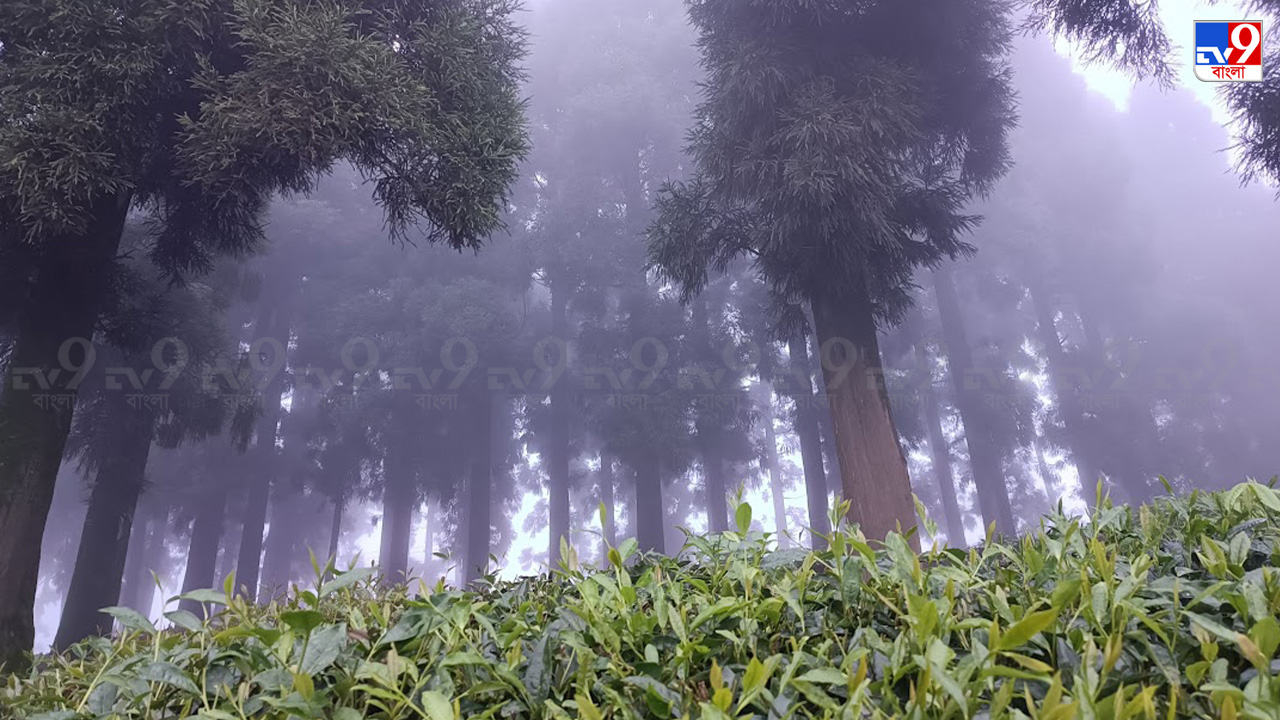 Kanyam, Nepal